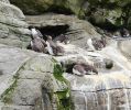 PICTURES/Oregon Coast Aquarium - Newport/t_Common Murres.jpg